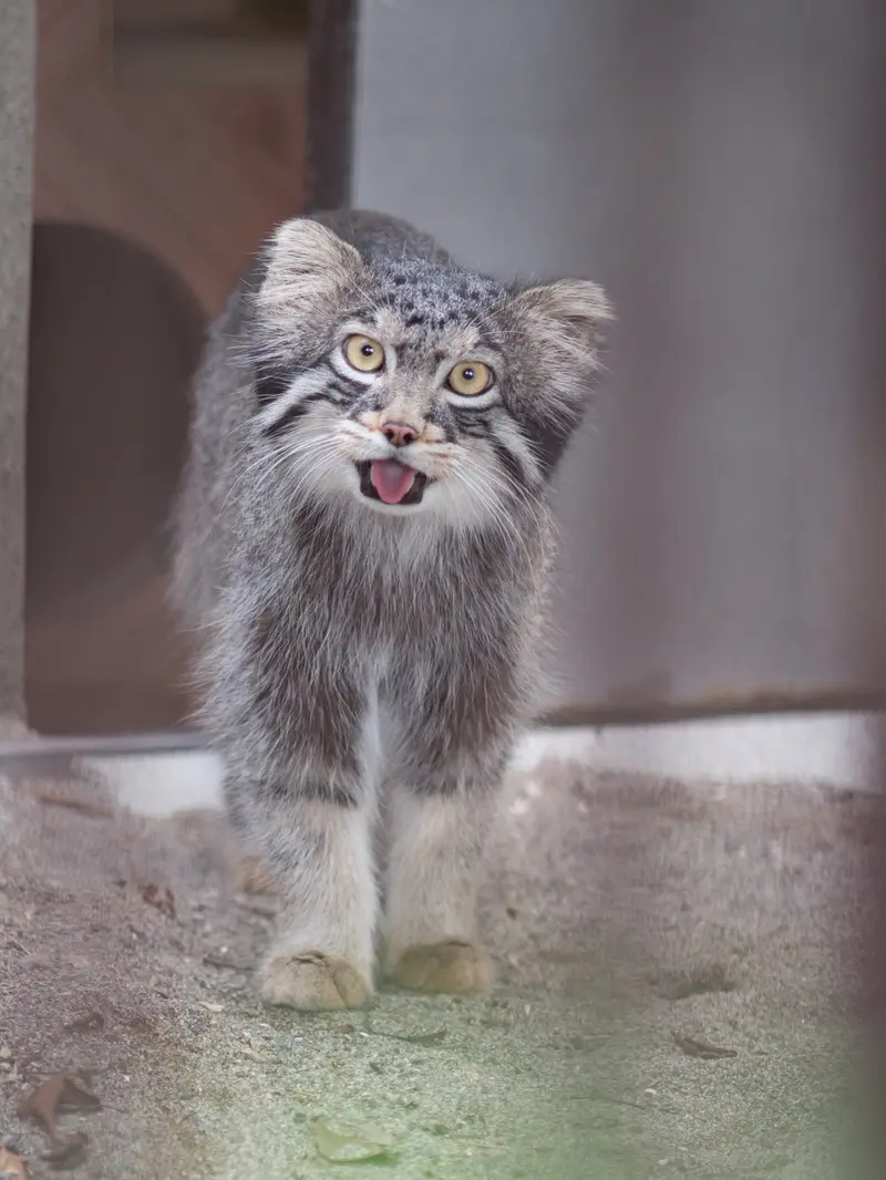 A photograph of Figa in Nogeyama Zoo