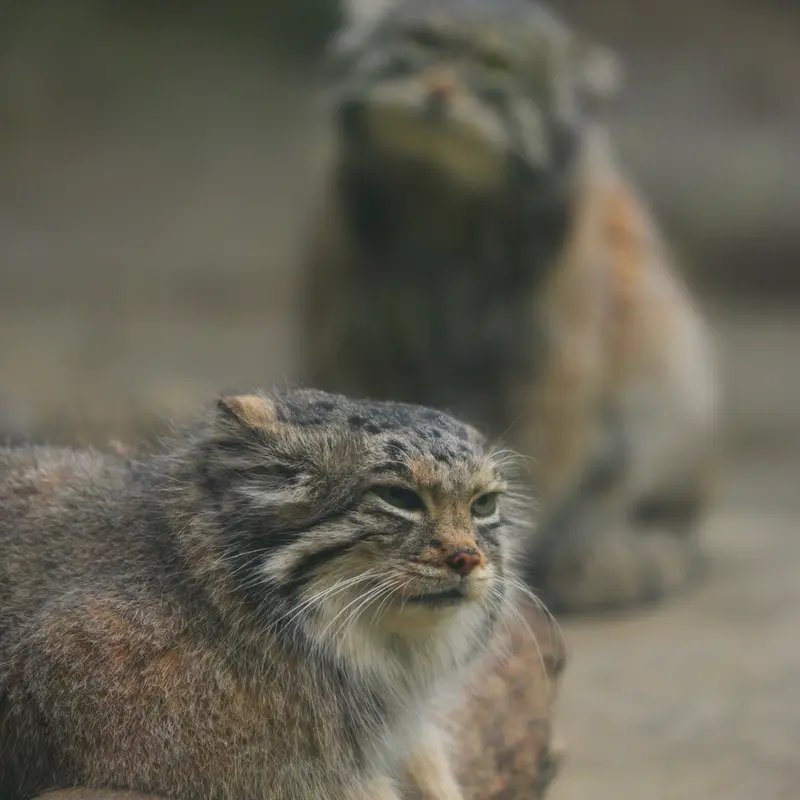 A photograph of Az in Kobe Animal Kingdom