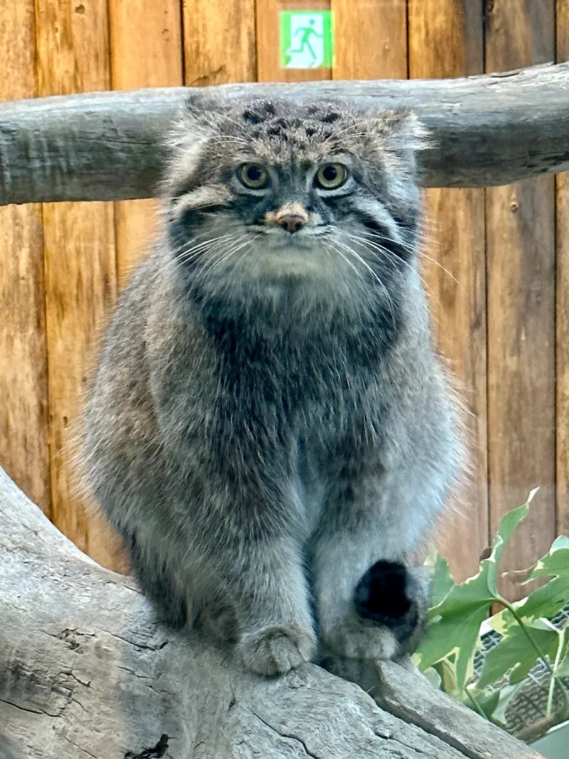A photograph of Nar in Kobe Animal Kingdom