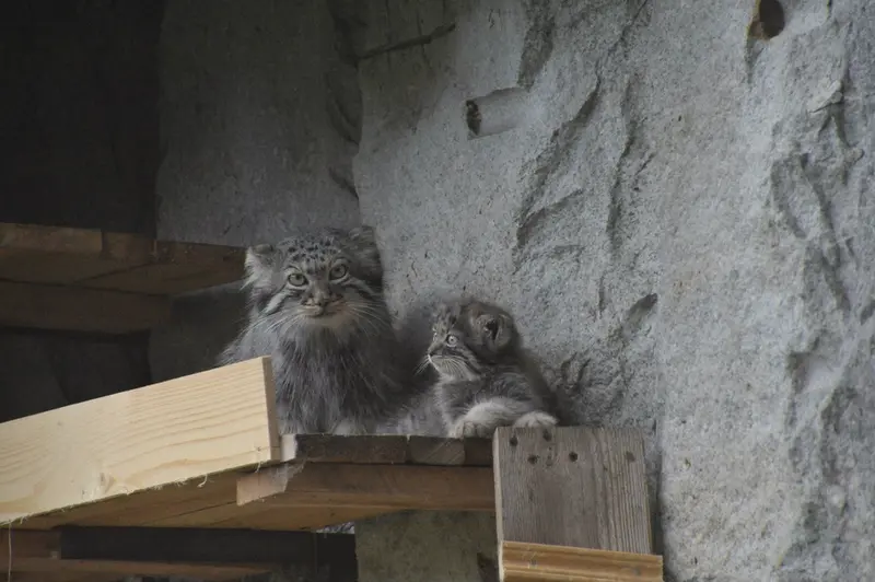 A photograph of Varvara and Darlay in Moscow zoo