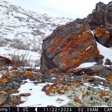 A photograph of Horse from Zhilandy camera trap