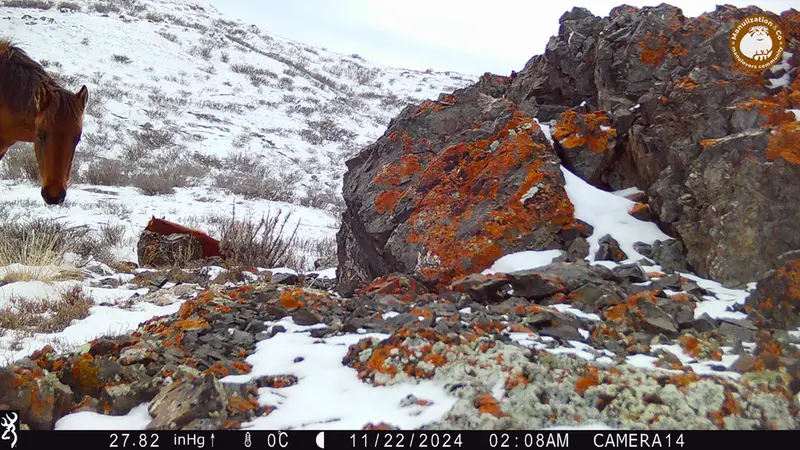 A photograph of Horse from Zhilandy camera trap