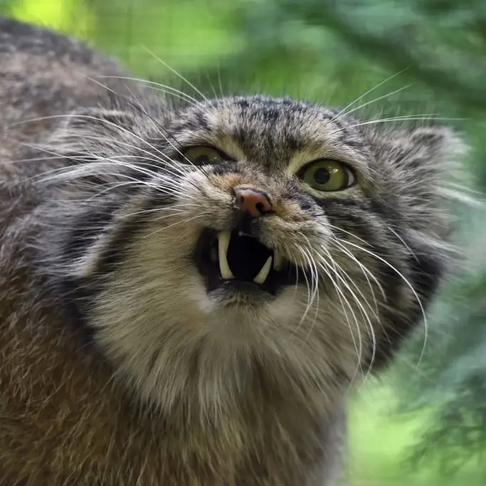 A photograph of Nathu in Lumigny Safari Reserve