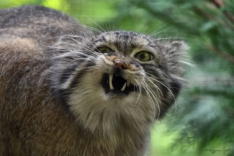 A photograph of Nathu in Lumigny Safari Reserve