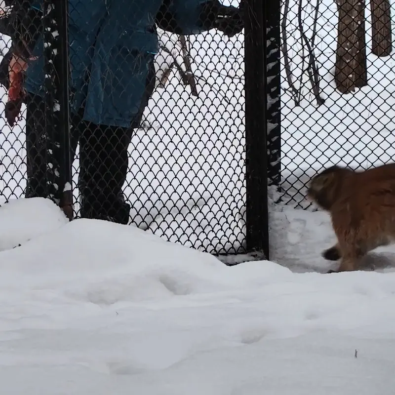A photograph of a Pallas's cat in Novosibirsk Zoo