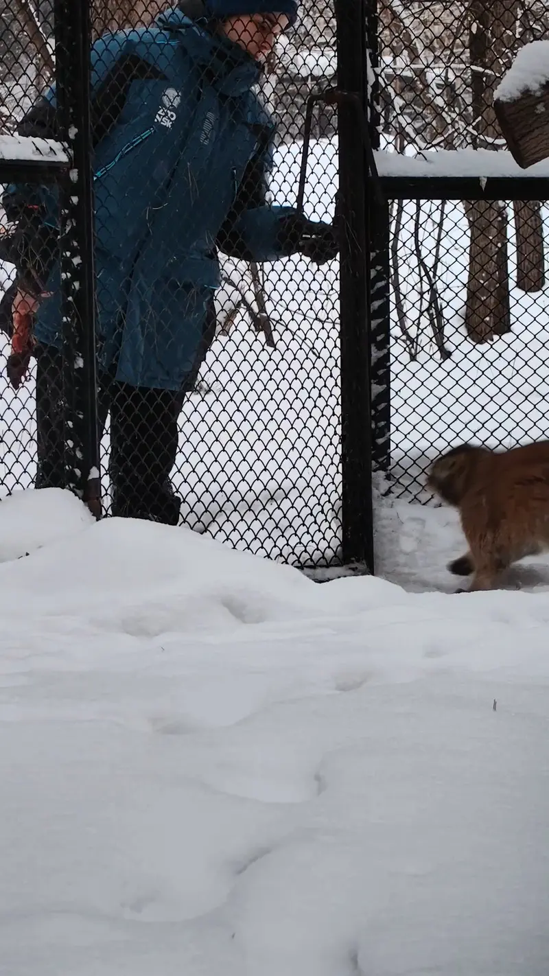 Happy 12th birthday to the great Siberian ancestress, beauty, great-great-grandma Lastochka!