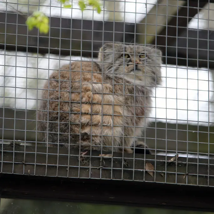 A photograph of Aysen in Košice Zoo