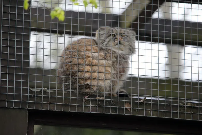 A photograph of Aysen in Košice Zoo