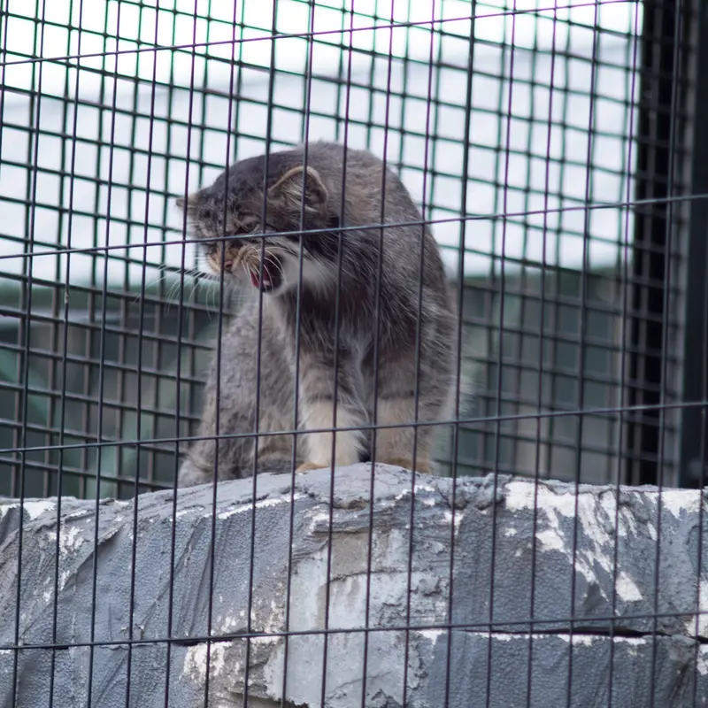 A photograph of Hide in Asahiyama Zoo