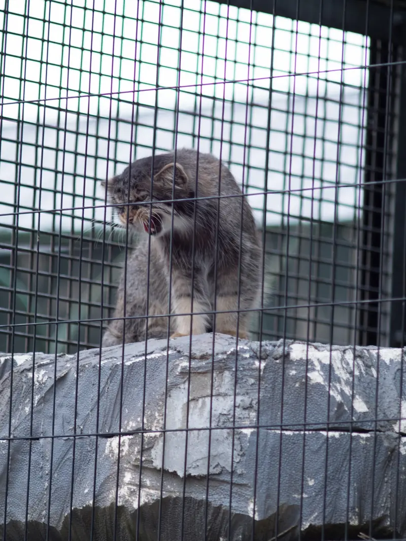 A photograph of Hide in Asahiyama Zoo