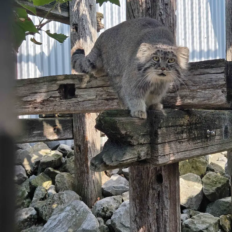 A photograph of Aldan in Zie-Zoo
