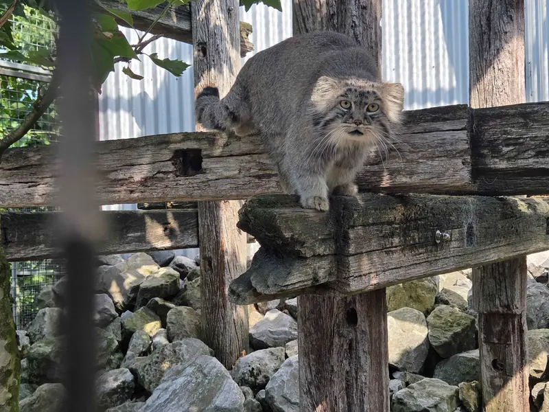 A photograph of Aldan in Zie-Zoo