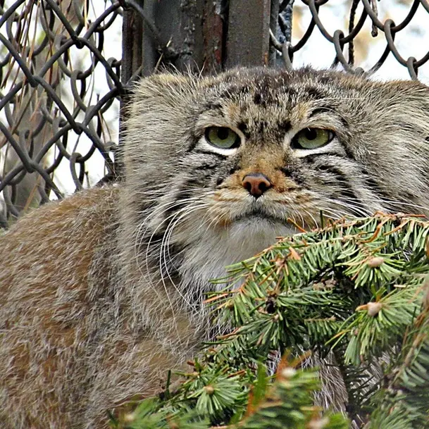 A photograph of a Pallas's cat in Novosibirsk Zoo