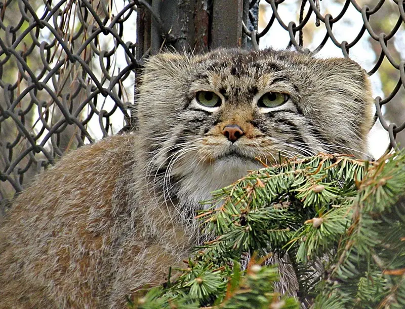 A photograph of a Pallas's cat in Novosibirsk Zoo