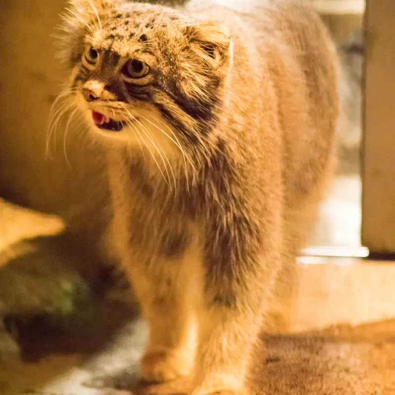 A photograph of Figa in Nogeyama Zoo