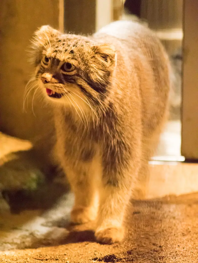 A photograph of Figa in Nogeyama Zoo
