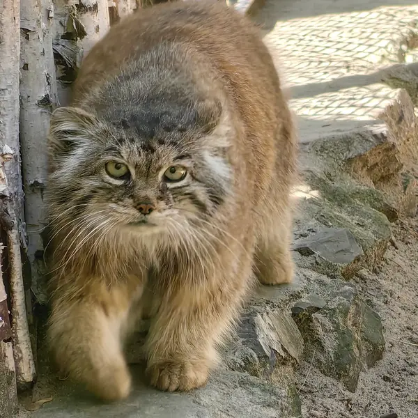 A photograph of Lastochka in Novosibirsk Zoo