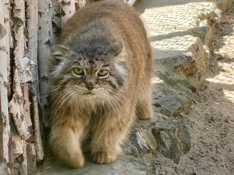 A photograph of Lastochka in Novosibirsk Zoo