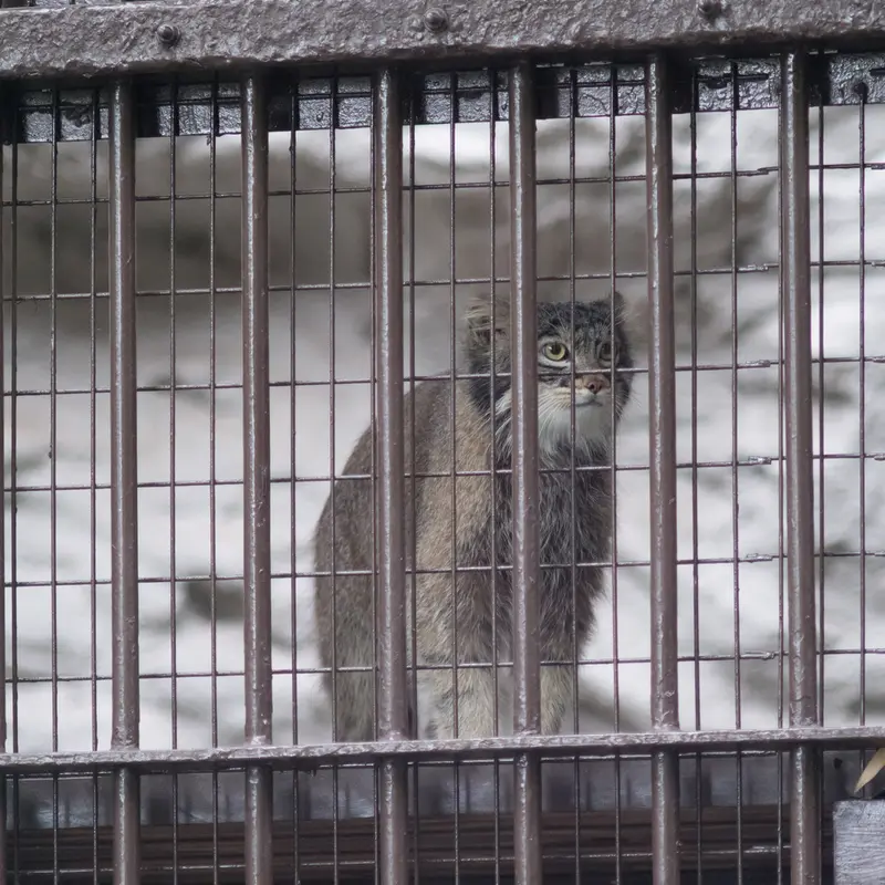A photograph of Figa in Nogeyama Zoo