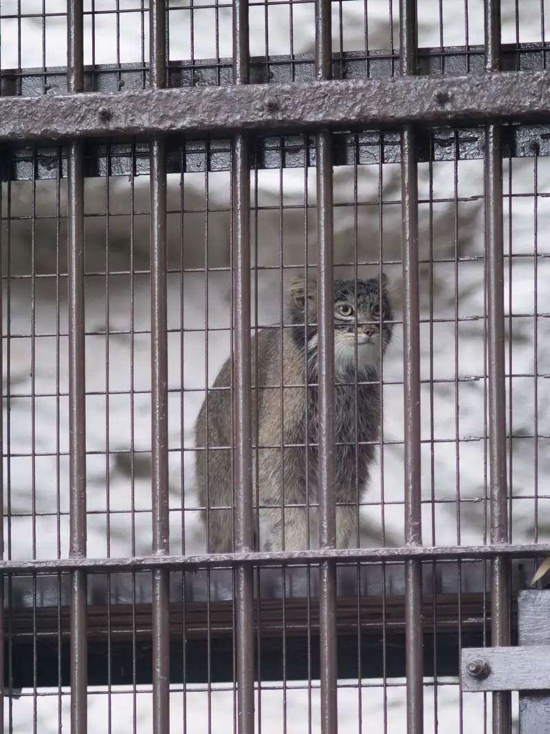 A photograph of Figa in Nogeyama Zoo