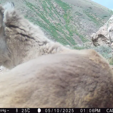 A photograph of Argali from Zhundy 2 [new] camera trap
