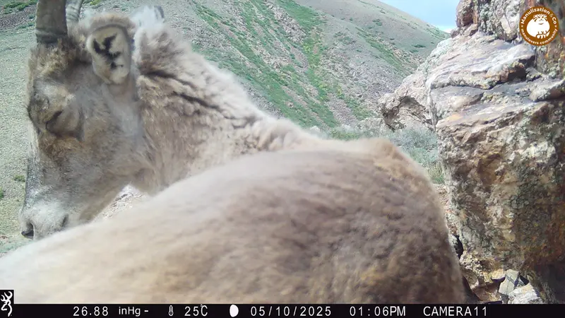 A photograph of Argali from Zhundy 2 [new] camera trap