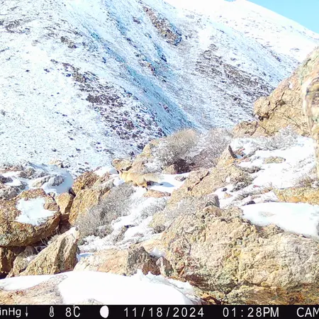 A photograph of Red fox from Zhundy 2 camera trap