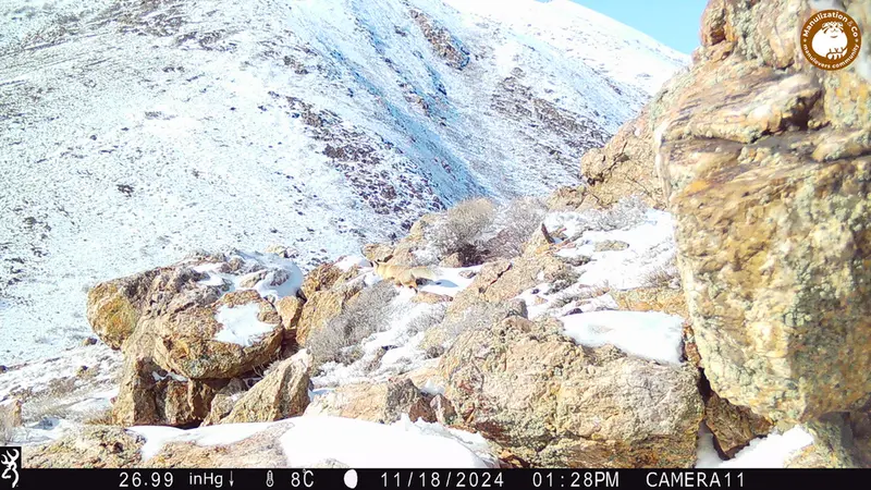 A photograph of Red fox from Zhundy 2 camera trap