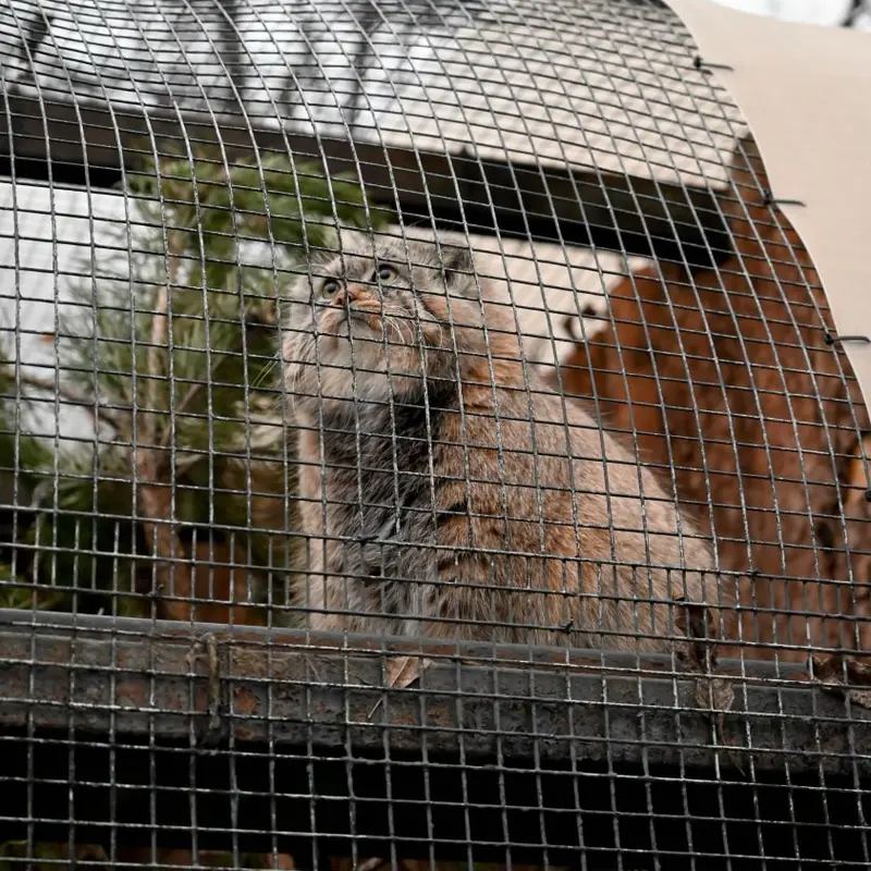 A photograph of Shu in Leningrad zoo