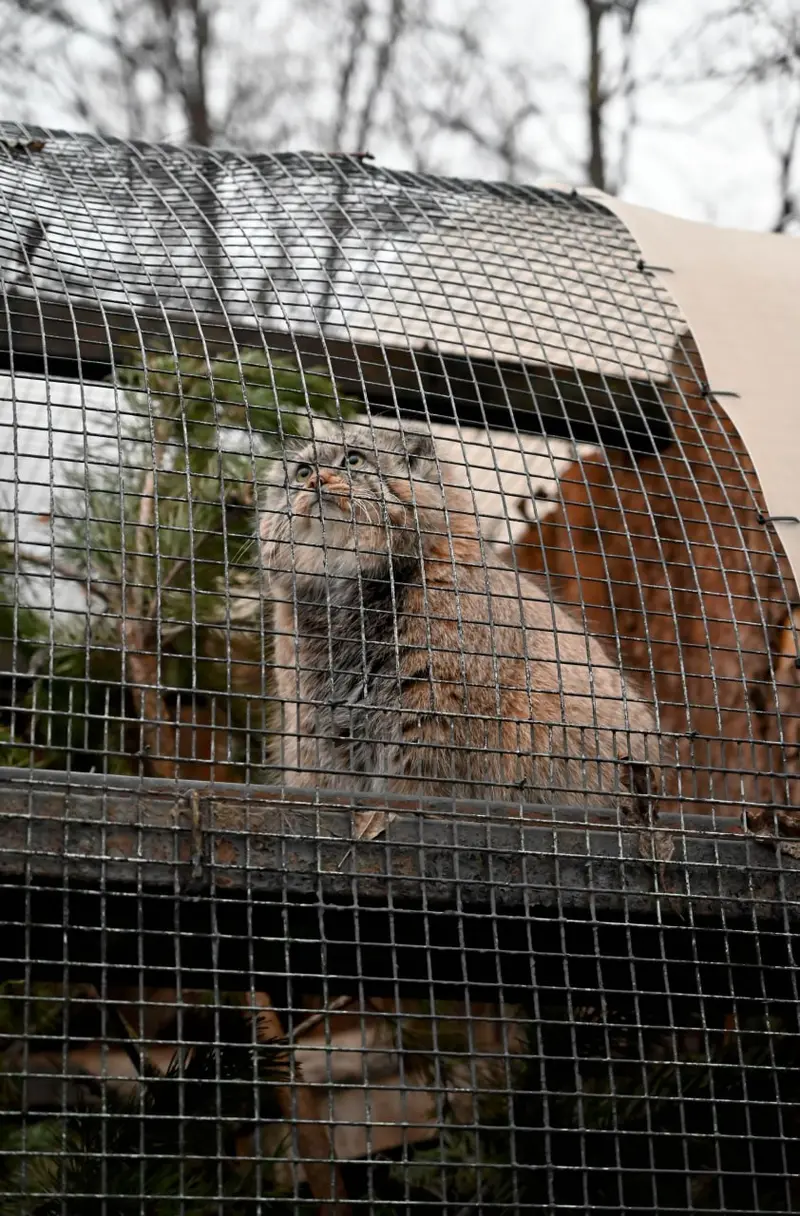 A photograph of Shu in Leningrad zoo