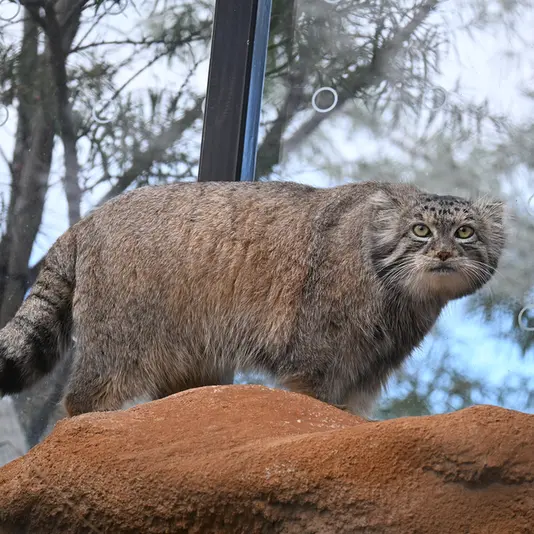 A photograph of Spay in Prague Zoo