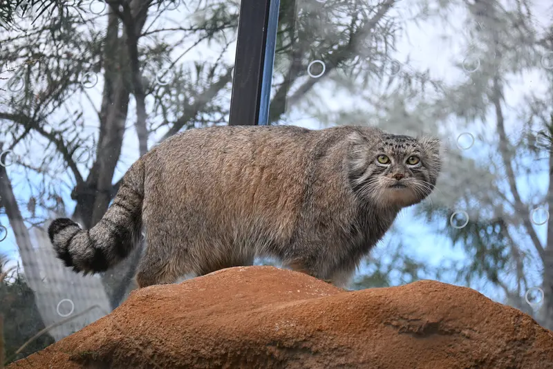 A photograph of Spay in Prague Zoo