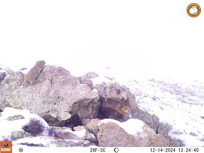 A photograph of Pika from Besshoky 1 camera trap