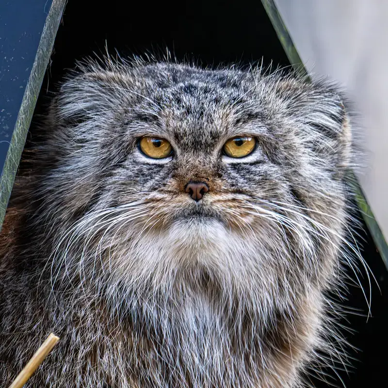 A photograph of a Pallas's cat
