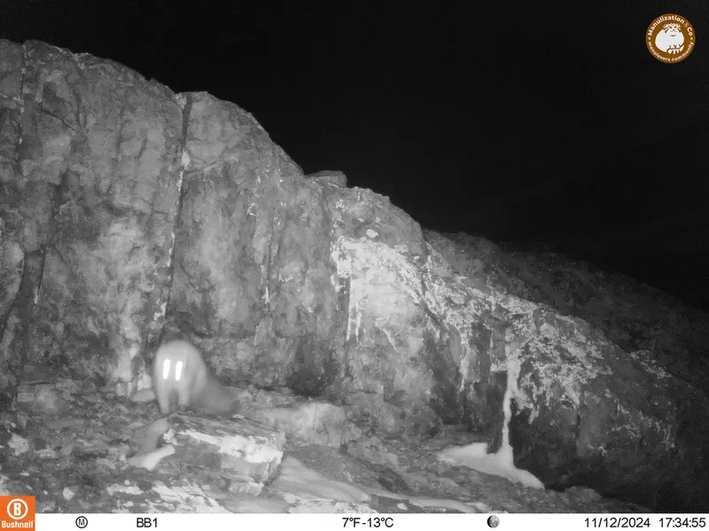 A photograph of Beech marten from Aktas-Kunkora camera trap