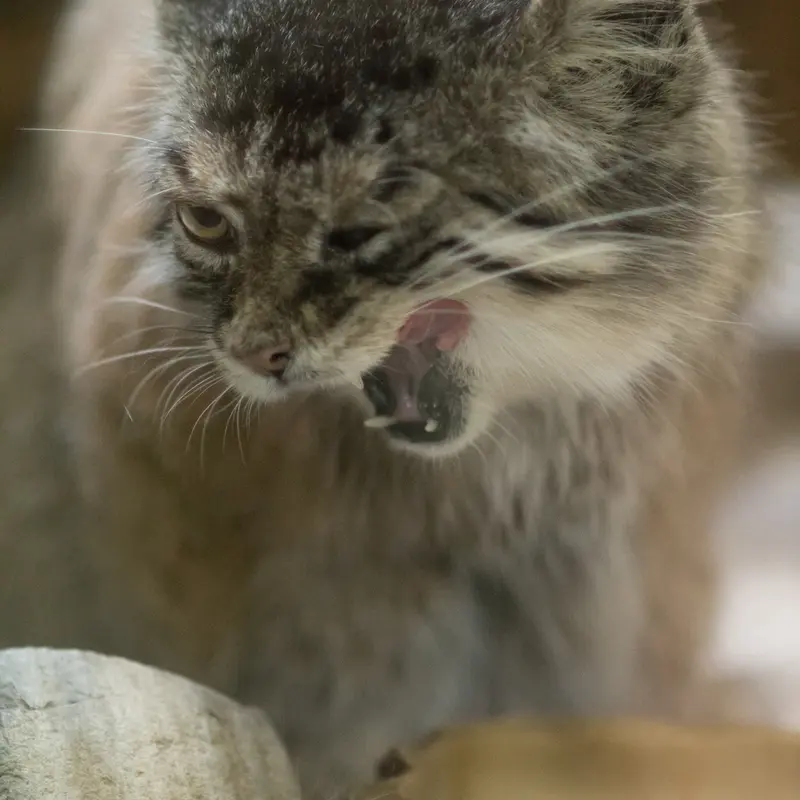 A photograph of Primula in Ueno Zoological Gardens