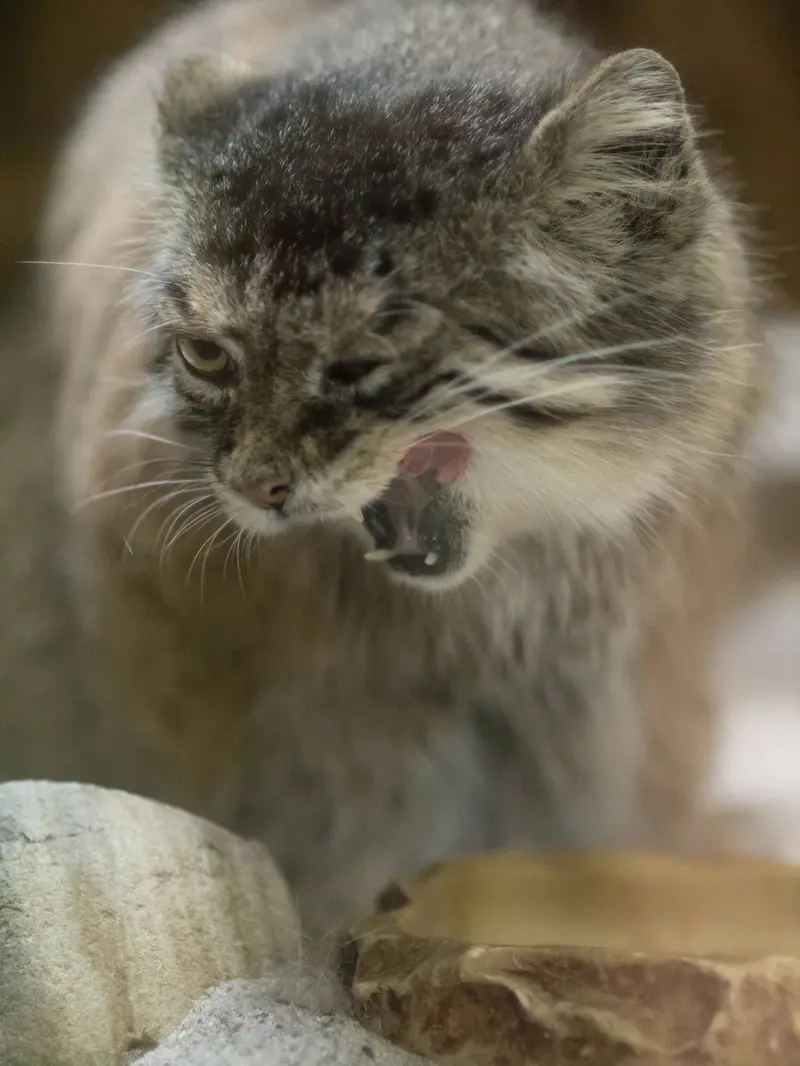 A photograph of Primula in Ueno Zoological Gardens