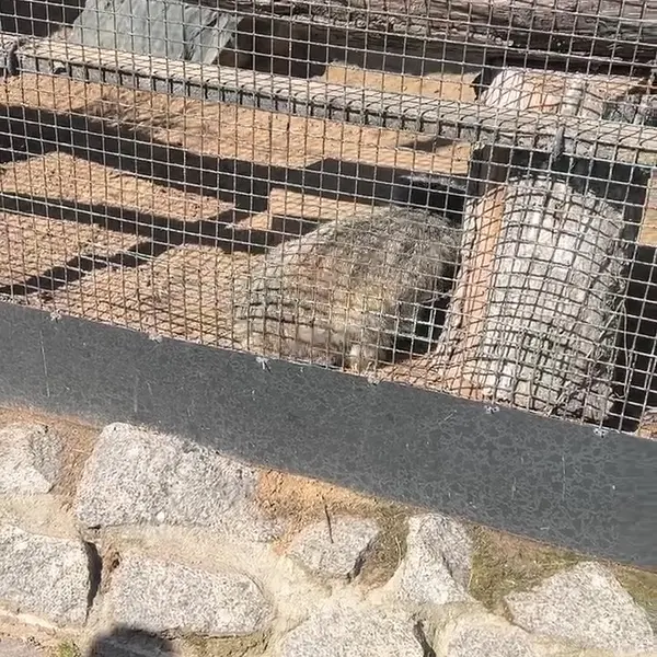 A photograph of a Pallas's cat in Leningrad zoo