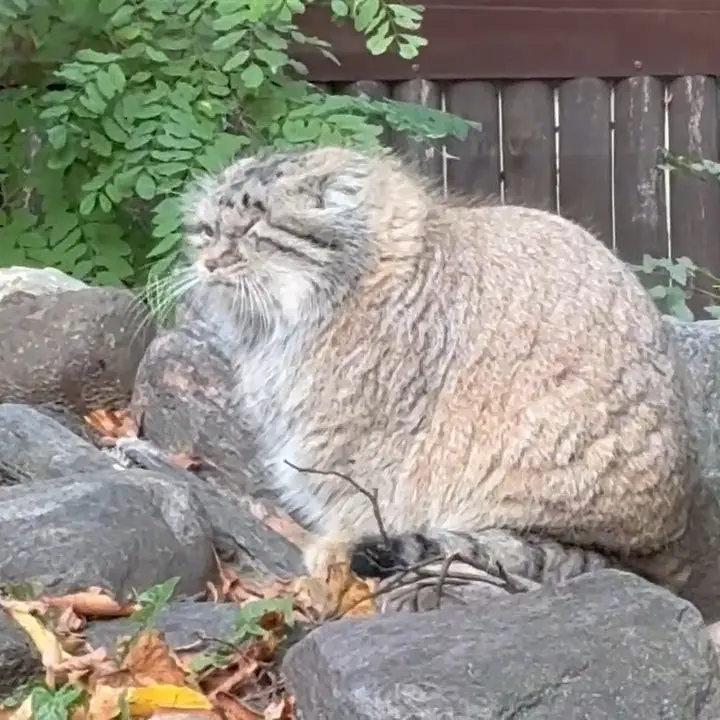 A photograph of Bozenka in Poznan New Zoo
