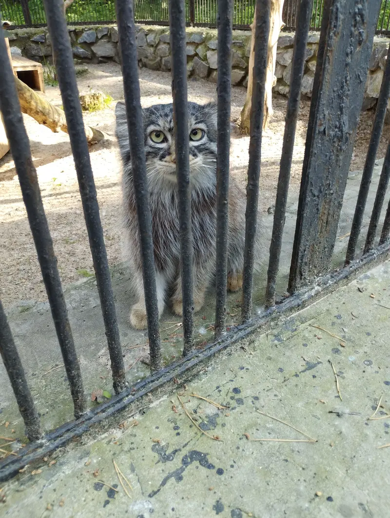 A photograph of a Pallas's cat in Novosibirsk Zoo