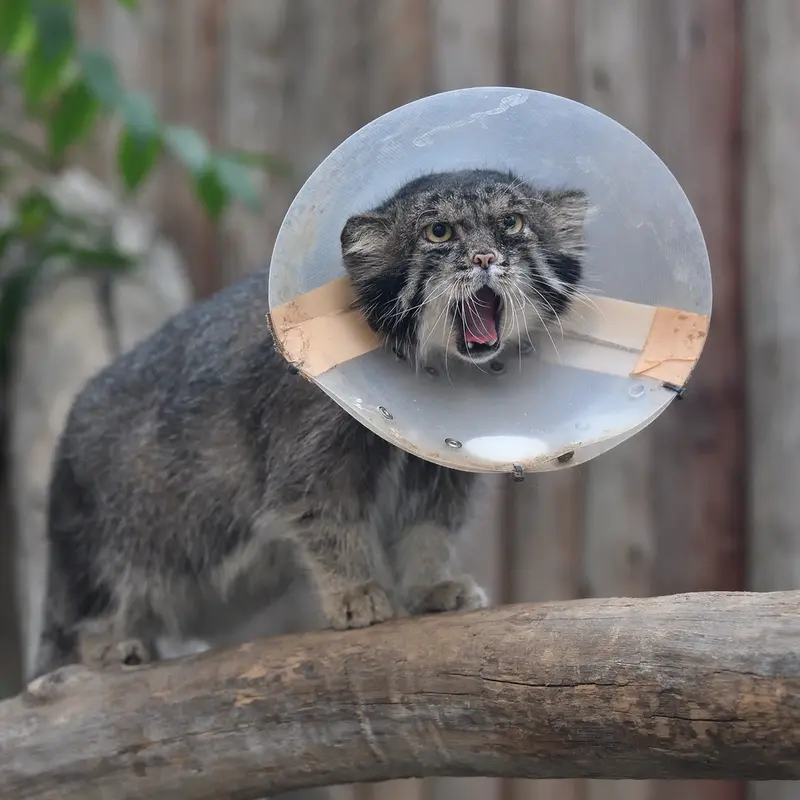 A photograph of Nar in Kobe Animal Kingdom