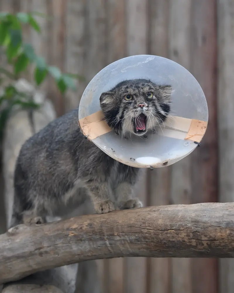 A photograph of Nar in Kobe Animal Kingdom