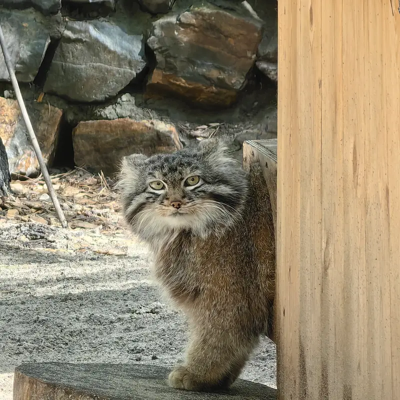A photograph of Leon in Novosibirsk Zoo