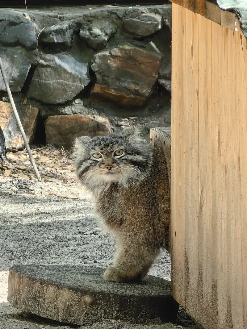 A photograph of Leon in Novosibirsk Zoo