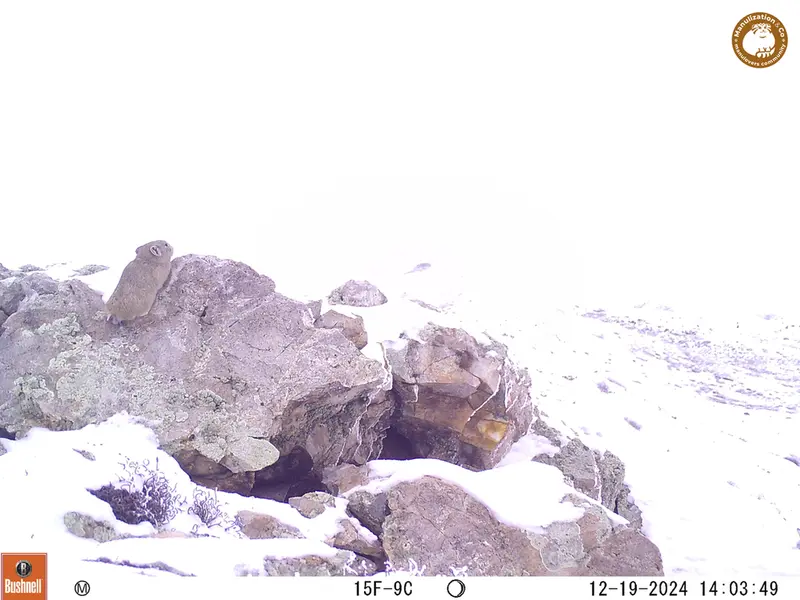 A photograph of Pika from Besshoky 1 camera trap