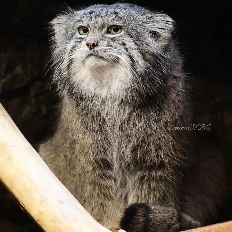 A photograph of Klyon in Ueno Zoological Gardens