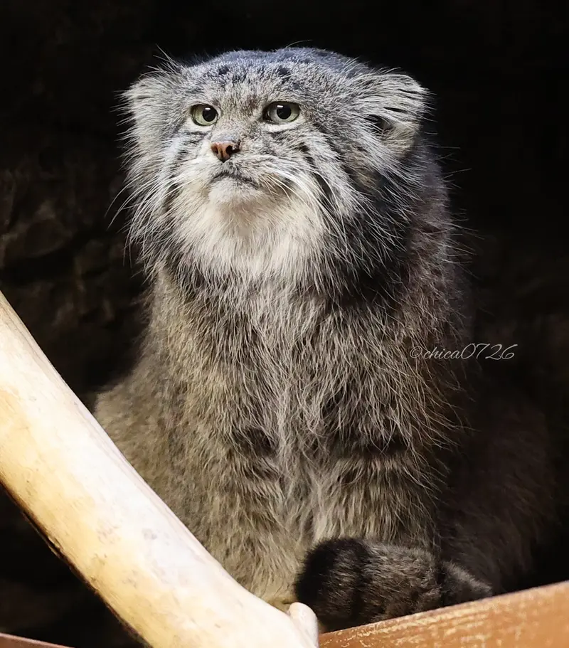 A photograph of Klyon in Ueno Zoological Gardens