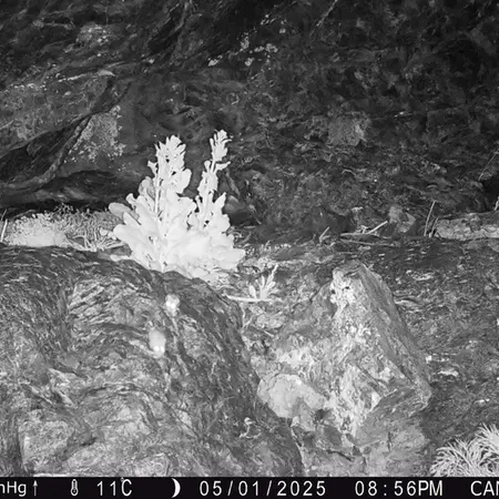 A photograph of Flat-headed vole from Zhundy 1 camera trap