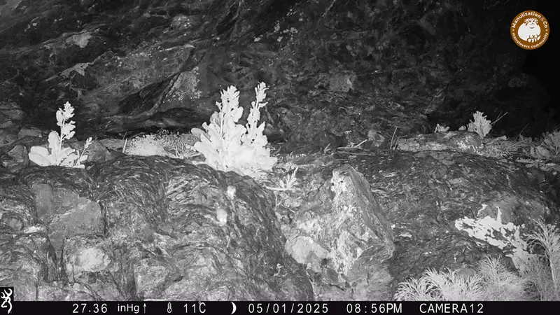 A photograph of Flat-headed vole from Zhundy 1 camera trap