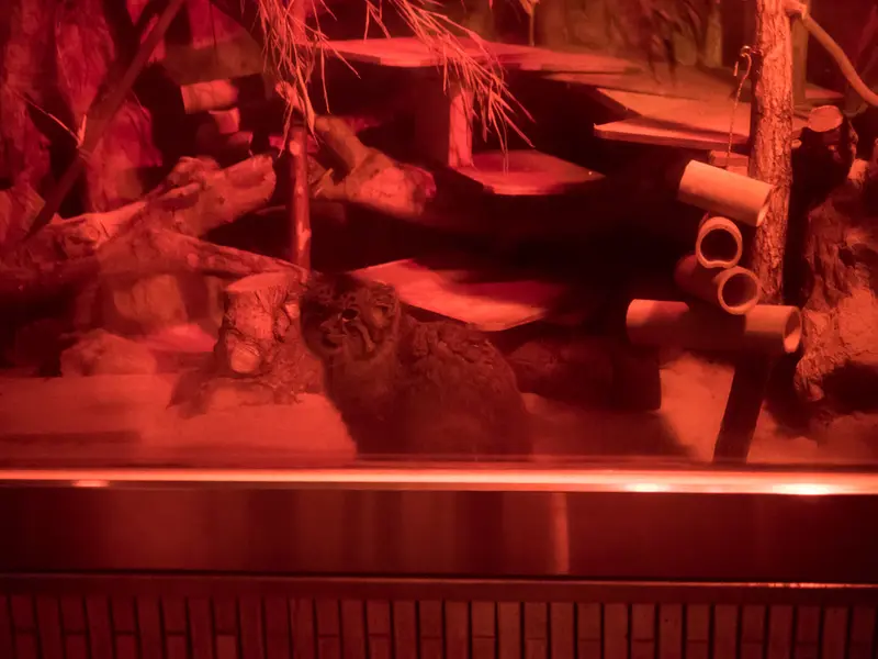 A photograph of Naim in Ueno Zoological Gardens